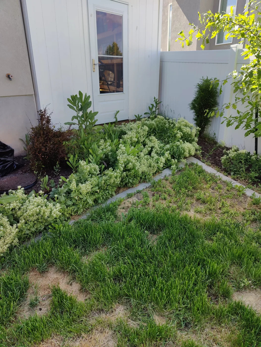 Before yard cleanup project